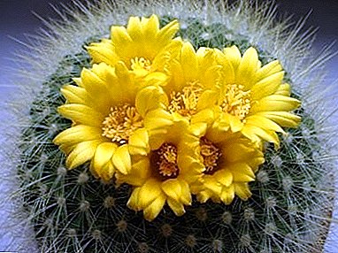 Bunga Parodi kaktus, seperti buket kecil di kaki