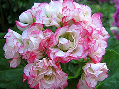 Bunga Puteri - Pelargonium Clara San akan menggembirakan anda dengan keindahan dan aroma