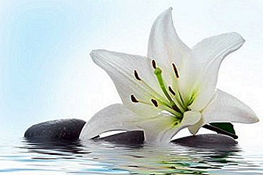Blume der Jungfrau Maria - Raum Weiße Lilie