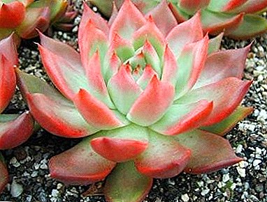 Flower Echeveria: care for a delicate stone rose at home