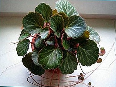 Flor de la habitación Kamnelomka: plantación y cuidado, fotos e información útil para los jardineros
