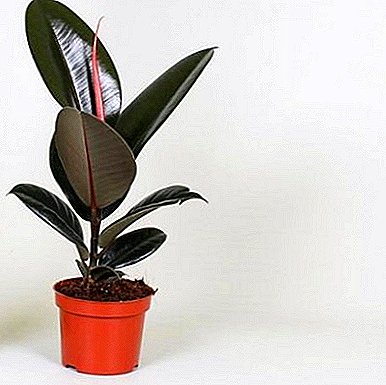 A flower that can be grown in any room - the ficus "Abidjan"