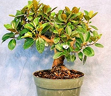 The flower that will give comfort to your home - the ficus "Triangular"