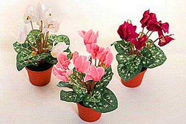 Flower of great beauty - cyclamen. Cultivation and care at home, as well as advice to gardeners