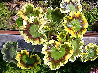 La fleur d'une incroyable beauté - pélargonium panaché! Caractéristiques de la plantation et des soins