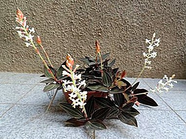 Blume mit "kostbaren" Blättern - Orchidee Ludiziya