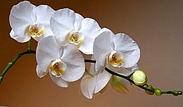 Orchideenstiel: Wie sieht es aus, wie lange wächst es, warum wird es nicht freigelassen?