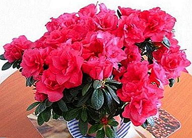 Blooming Azalea - a magnificent bouquet in a flower pot!