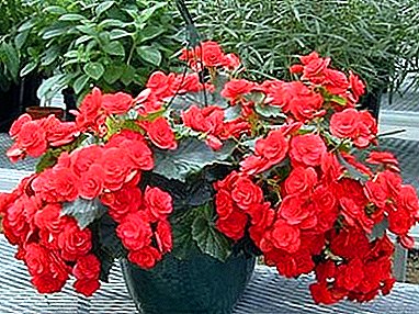 Begonia floreciente - la reina de las plantas de interior