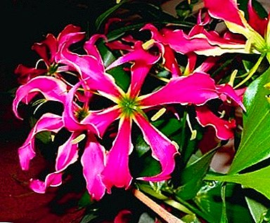 Bloeiende vaste plant met giftige knollen "Gloriosa": foto en verzorging thuis