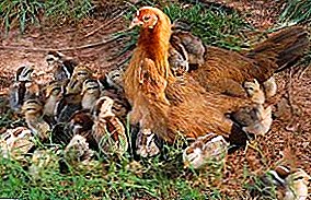 मुर्गियों में एविटामिनोसिस डी के साथ रिकेट्स में विकसित हो सकता है।