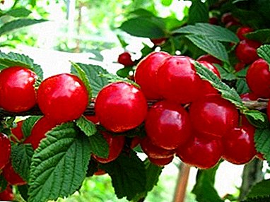 Decorative and unpretentious beauty - cherry varieties Tsarevna Felt