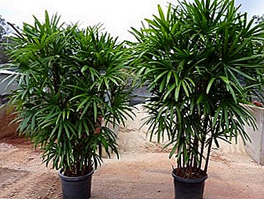 Decorative palm Rapis - a great solution for home and office!