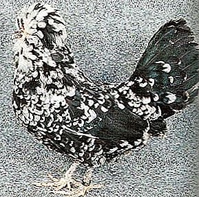 تولد الزخرفية مع التاريخ الغني - الدجاج Goudan