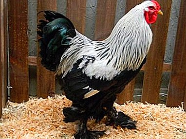 Decorative hens of egg and meat breed Black brama