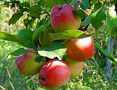 Decoratieve appelbomen met heerlijke vruchten - soort zon