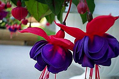 Dekorative Blume Fuchsia an Ihrem Fenster! Foto, Landung und Pflege