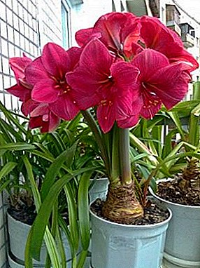 Decorative Hippeastrum: growing and reproduction from seeds at home