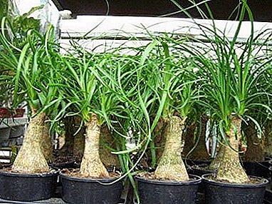 Zierpflanze Nolin (bulgarisch, Flaschenbaum): Foto, häusliche Pflege, Umpflanzen, Krankheiten und Schädlinge