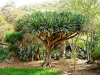 Drachenblutbaum - Kanarische Dracaena