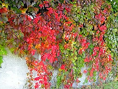 Girlish grapes - Parthenocissus: photos and tips on growing