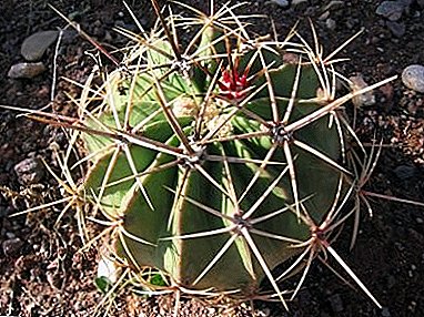 The “wild” cactus from California is Ferocactus