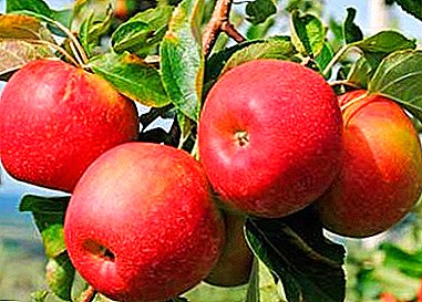 Kind von populären Eltern - Jonagold-Apfelbaum