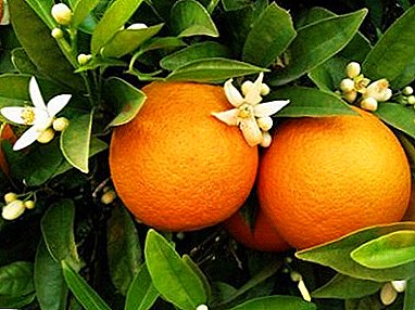 Dziecko światła i ciepła - jak wyhodować pomarańczę z kamienia w domu, jak sadzić, jak sadzić, jak dbać?