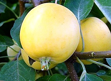 Wonderful grade of apple trees with honey spicy taste - Ural bulk