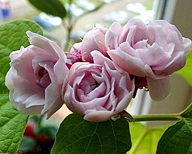Wonderful Beauty Flower - Clerodendrum Filippinsky: снимки и съвети за грижа