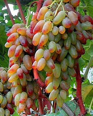 Voor het prieel en naar de tafel, kies druiven "Zagrava"
