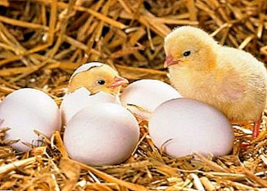 Why take and how to breed metronidazole in water chicks?