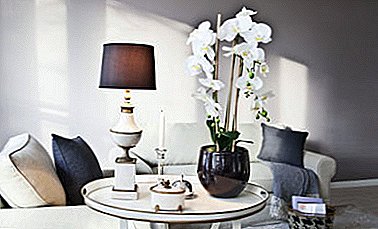 Das Interieur wird verfeinert: Orchidee in einer Glasvase, Flasche und andere Behälter