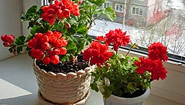 Hjem blomsterbruk: hvordan å vokse geranium, hvis du ordentlig bryr deg om det?