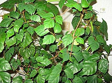 Pokojová rostlina "Bříza" (Roitsissus): péče doma, fotografie, výhody a poškození vnitřních květin