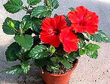 Homemade hibiscus: planting and transplanting with your own hands