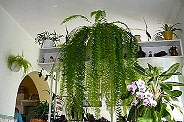 Home fern - Nephrolepis: photos and tips for home care