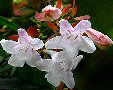 Home version of the blooming hedge - large-flowered Abelia