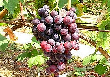 Estimado invitado a la mesa festiva - la uva "Cardenal"