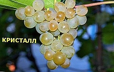Realização de criadores húngaros - variedade de uva "Crystal"