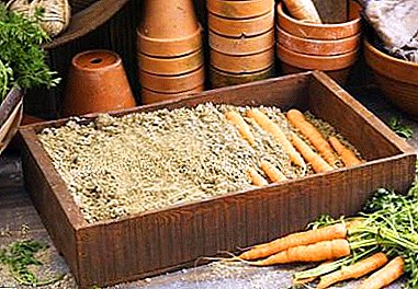 An affordable way to store carrots in sawdust. Detailed instructions, pros and cons of technology