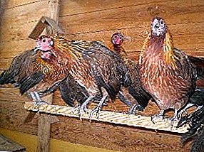 Credulity, unpretentiousness and energy - a breed of chickens Rhenish