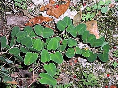 An ancient plant in modern decor - Pelleya round-leaved: photo and description