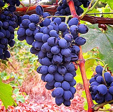 The ancient Georgian grape variety "Saperavi"