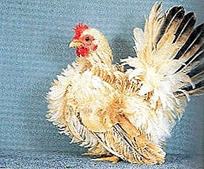 Ancient decorative breed with original appearance - Shabo chickens