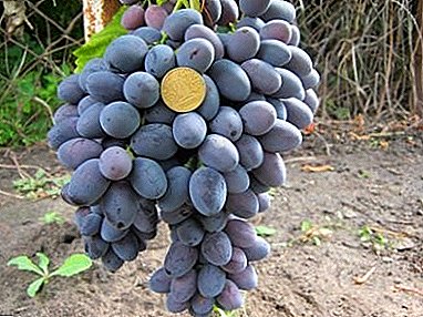 Friendly and strong-growing grapes "Ataman Pavlyuk" - a new table variety