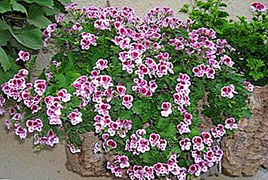 Fragrante Pelargonium Angel. Foto e descrizione delle varietà, consigli pratici per coltivare un fiore