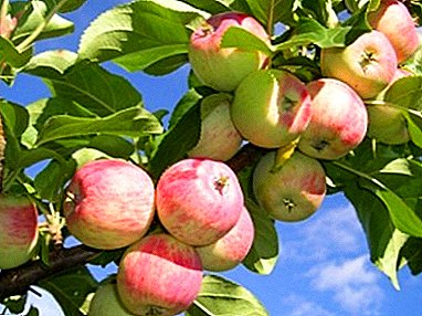 Učinkovita in priljubljena sorta škrlatnih jabolk Sokolovsky