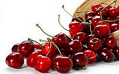 Effective variety for central Russia - Cherry Memory Vavilova