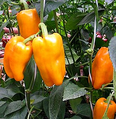 Αποτελεσματική καλλιέργεια πιπεριού στο θερμοκήπιο: φύτευση και φροντίδα